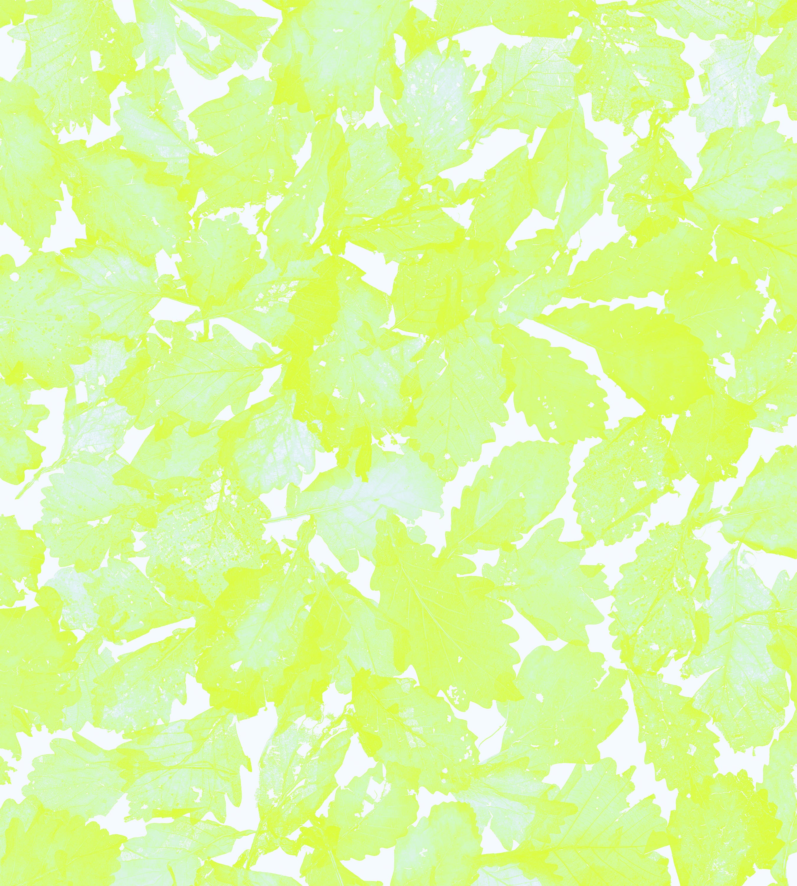 Turning Leaves Sungaze Wallpaper