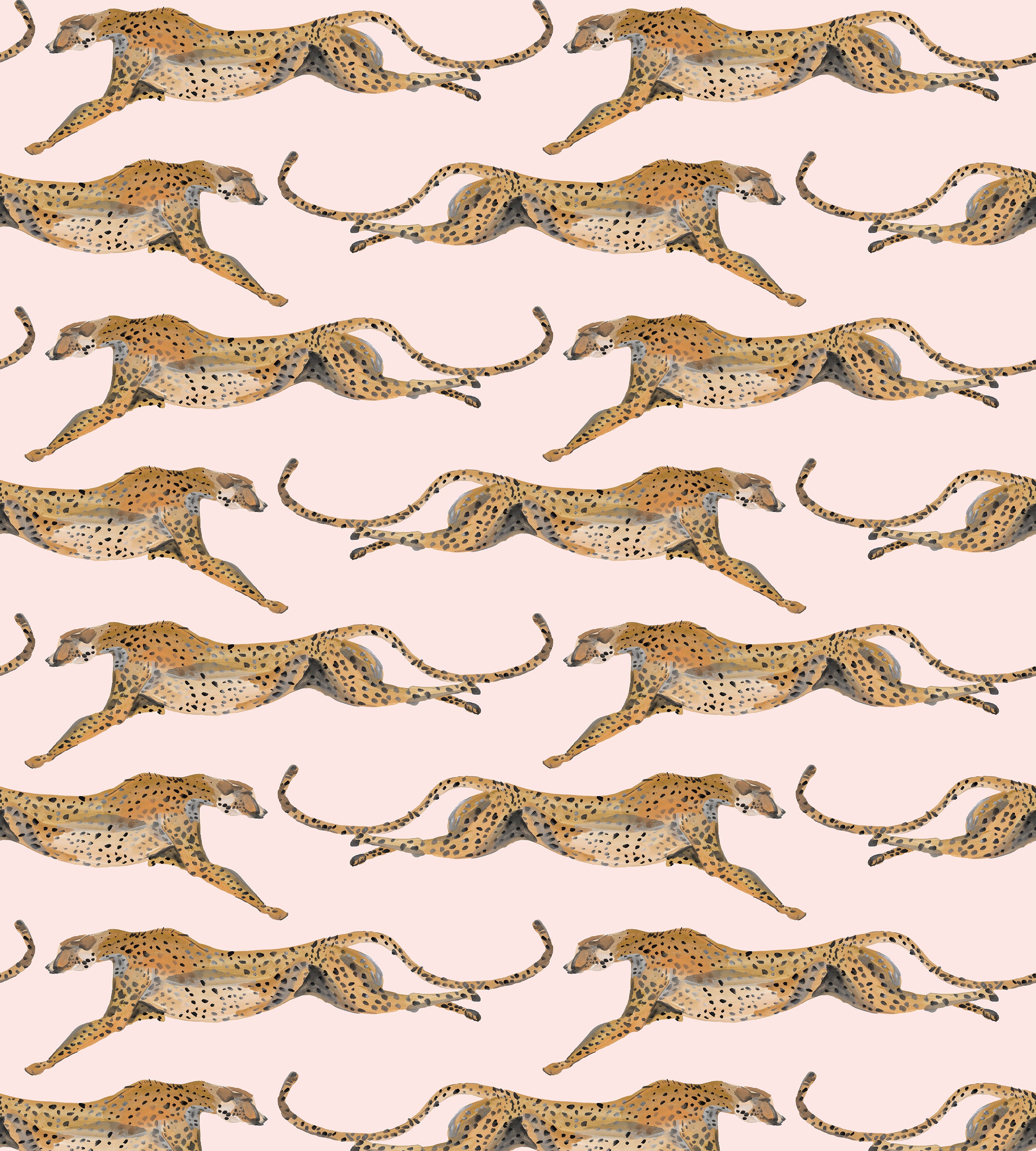 Cheetah wallpaper