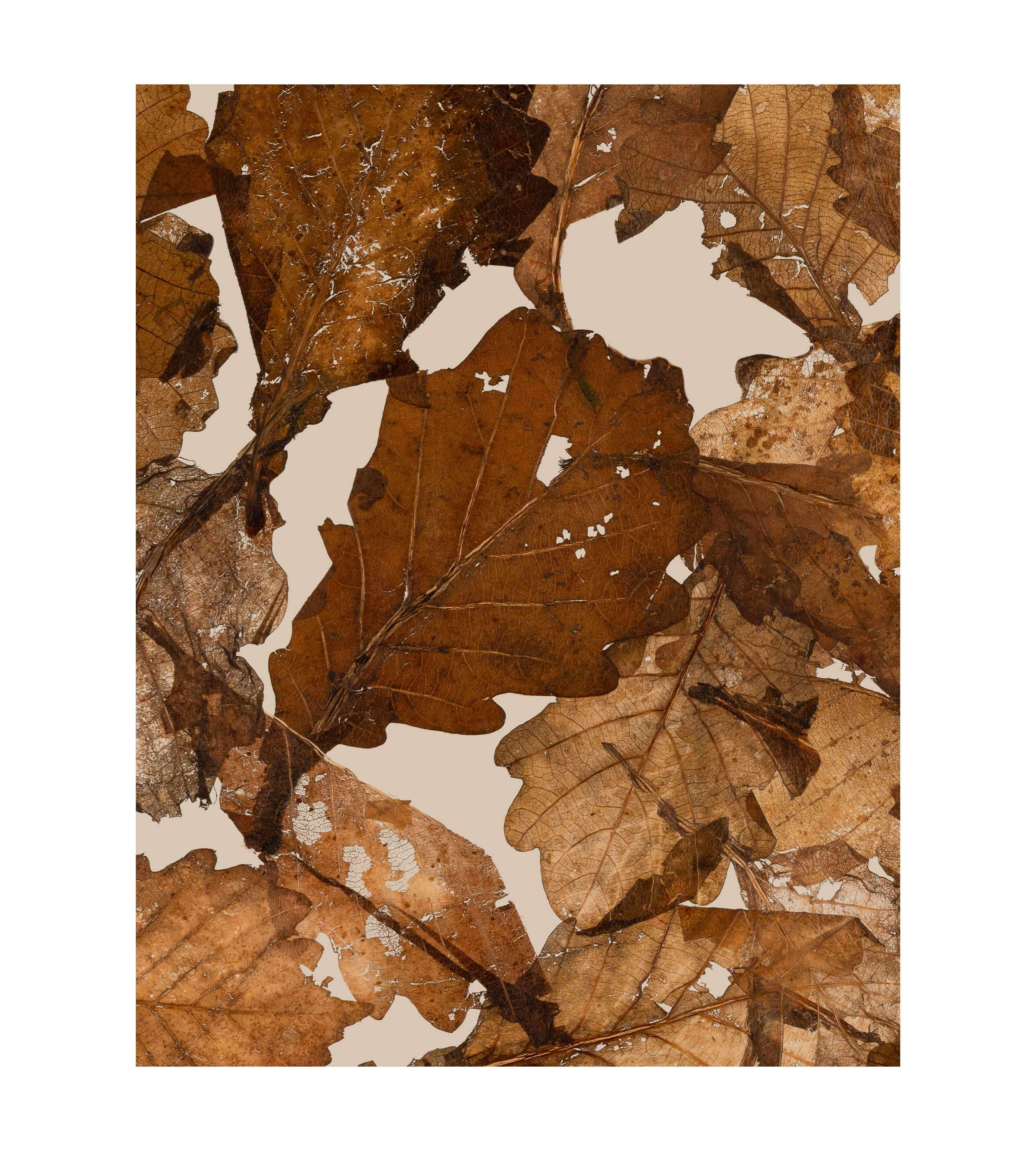 Turning Leaves Fallen Wallpaper